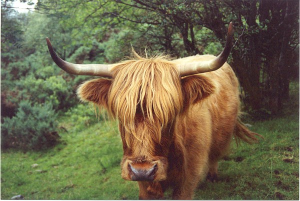 http://www.mountainwalk.co.uk/highland%20cow.jpg