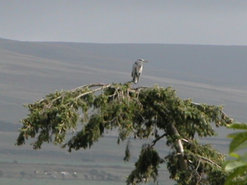 Heron at Munchester Castle